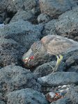 Galapagos (Mar 2009) - Day 04 - 122
